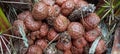 paya tamarind fruit (Eleiodoxa Conferta) Royalty Free Stock Photo