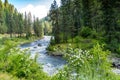 The Payette River in Idaho, along highway 55. Wildflowers in foreground Royalty Free Stock Photo