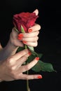 Paying attention to every detail. Rose red flower in female hands with bright manicure. Hands with perfect manicure