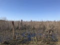 Paynes Prairie in Florida During Winter III Royalty Free Stock Photo