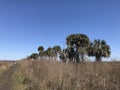 Paynes Prairie in Florida During Winter XXXXXI