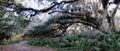 Paynes Prairie Hammock Path