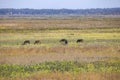 Paynes Prairie Preserve Landscape With Wild Horses Royalty Free Stock Photo