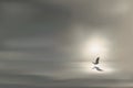 The day dawns on a calm and relaxing maritime panorama, with a bird flying above an oil sea. Royalty Free Stock Photo