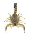 PB040043 African fat tail scorpion, Androctonus australis, isolated, vertical cECP 2021