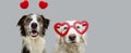 Pbanner  two dogs in red heart shaped glasses celebrating valentine`s day. Isolated on gray background Royalty Free Stock Photo