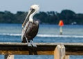 PBROWN PELICAN POSING