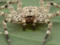 PC030041 close-up of flattie spider Selenops rediatus, cECP 2021