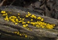 PC310692 rotten wood with yellow fairy cups fungus, Biosorella citrina, cECP 2022 Royalty Free Stock Photo