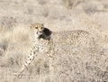 A pciture of a cheeta in savannah Royalty Free Stock Photo