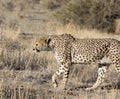 A pciture of a cheeta in savannah Royalty Free Stock Photo