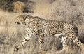 A pciture of a cheeta in savannah Royalty Free Stock Photo