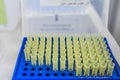 PCR container hotplate with array of test tubes containing sampled DNA for polymerase Royalty Free Stock Photo