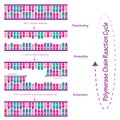 Polymerase Chain Reaction (PCR) cycle diagram illustration Royalty Free Stock Photo