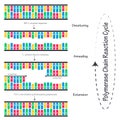 Polymerase Chain Reaction (PCR) cycle diagram illustration Royalty Free Stock Photo