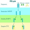 Pcr cycle stages Royalty Free Stock Photo