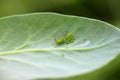 Pea aphid, Acyrthosiphon pisum. A colony of wingless individuals and a winged female on a pea leaf