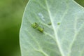 Pea aphid, Acyrthosiphon pisum. A colony of wingless individuals and a winged female on a pea leaf