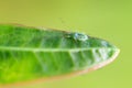 Pea Aphid on green Royalty Free Stock Photo