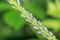 Pea Aphids in the garden