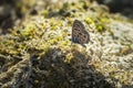 Pea blue or long-tailed blue butterfly, Lampides boeticus, resting Royalty Free Stock Photo