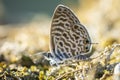Pea blue or long-tailed blue butterfly, Lampides boeticus, resting Royalty Free Stock Photo