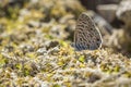 Pea blue or long-tailed blue butterfly, Lampides boeticus, resting Royalty Free Stock Photo