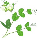 Pea branch with flowers and green leaves isolated on white background Royalty Free Stock Photo