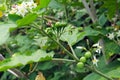 Pea eggplant and flowers on the tree