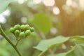 Pea Eggplant Solanum torvum Sw. on tree. Royalty Free Stock Photo