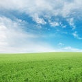 Pea field Royalty Free Stock Photo