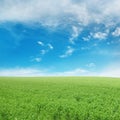 Pea field Royalty Free Stock Photo