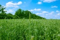 Pea field and blue sky.