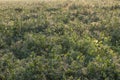 Pea field at sunrise Royalty Free Stock Photo