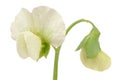 Pea Flower Close-Up on White Background