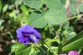 Pea flower purple blooming with green leaves ivy hanging on tree closeup in the Thailand garden. Royalty Free Stock Photo