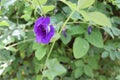 Pea flower purple blooming with green leaves ivy hanging on tree closeup in the Thailand garden. Royalty Free Stock Photo