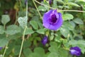 Pea flower purple blooming ivy hanging on tree closeup in the garden. Royalty Free Stock Photo