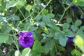 Pea flower purple ivy on tree closeup in the garden. Royalty Free Stock Photo