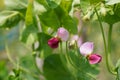 Pea flower in spring Royalty Free Stock Photo