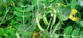 Pea green plant with leaves fruits close up Royalty Free Stock Photo