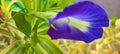 Pea Flowers Blue Purple Flower Butterfly Pea Plant