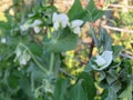 Pea flowers and pods close up