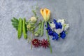 Pea flowers,Roselle,Turkey Berry,winged Bean,Pumpkin,Neptunia oleracea Lour On a metal tray.