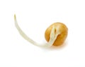 Pea, germinated seed Royalty Free Stock Photo