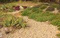 Pea gravel path and succulents flowerbed in autumn garden