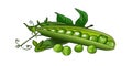 Pea green peas in a pod. Fresh ripe peas. Vector. Royalty Free Stock Photo