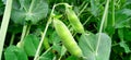 Pea green plant with leaves fruits buds photo Royalty Free Stock Photo