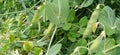 Pea green plant with leaves fruits buds photo Royalty Free Stock Photo