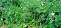 Pea green plant with leaves fruits snap Royalty Free Stock Photo